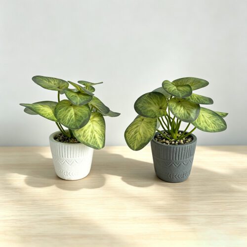 Home Accessories