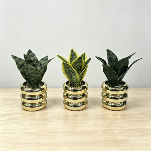 Home Accessories